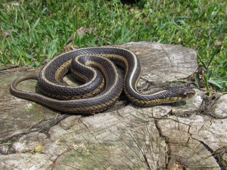 Eastern Garter Snake